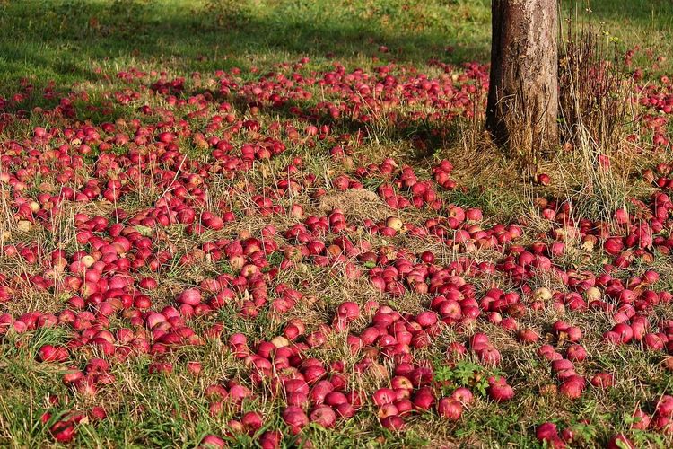Wiese mit vielen roten Äpfeln und Apfelbaum