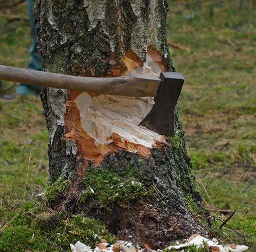 Angehackter Baumstumpf mit Axt, die im Holz steckt