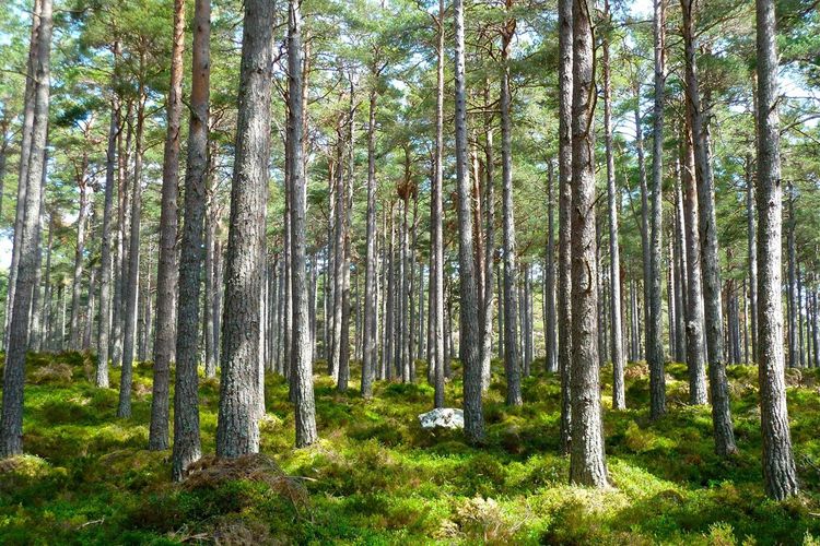 Holz rettet Klima-Wald