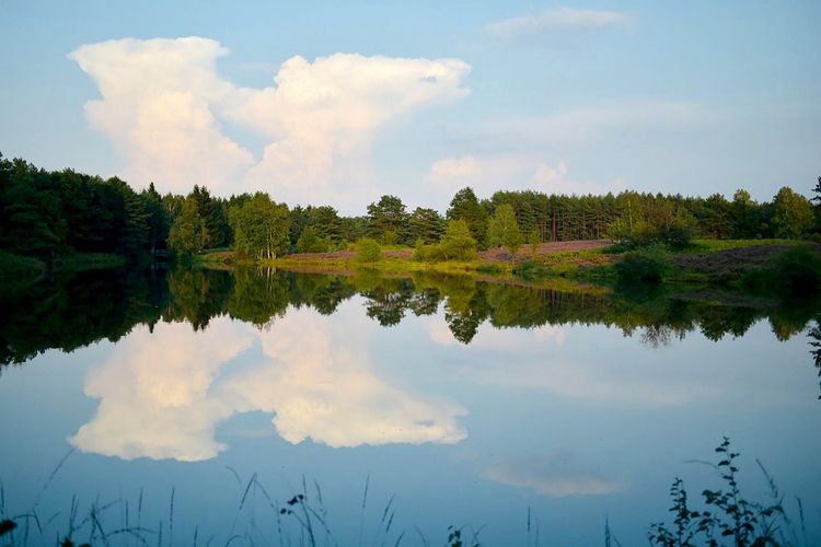 Traumhafter See mit Wald im Hintergrund in der Lüneburger Heide