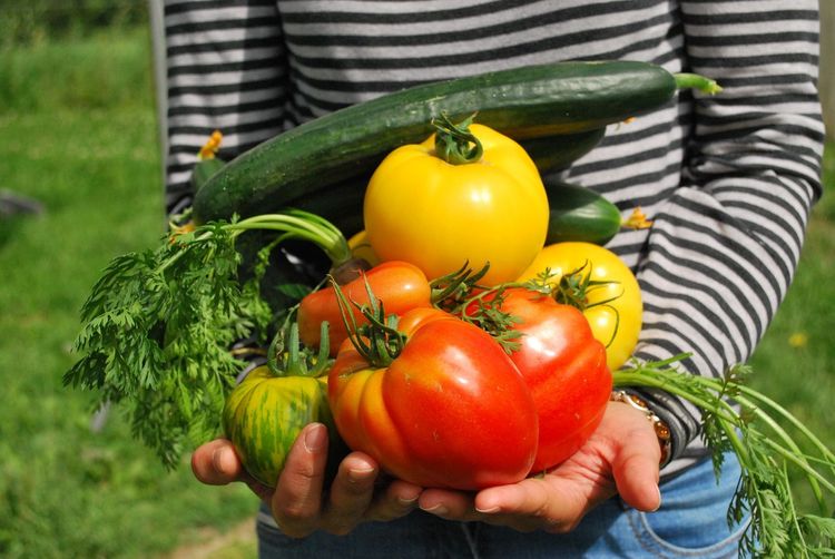 Verschiedene Arten von Gemüse aus dem eigenen Garten